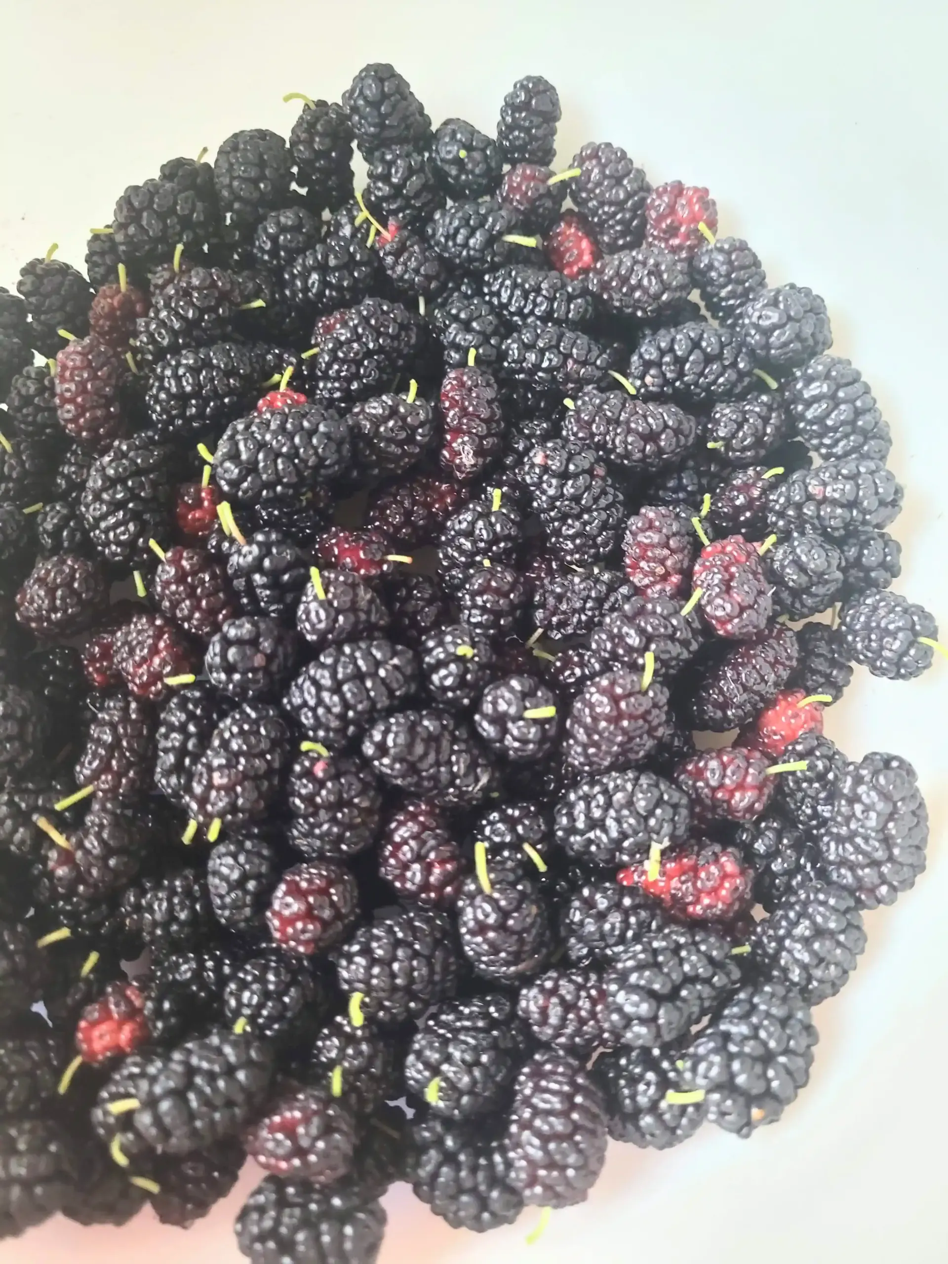 mulberries in a white bowl.