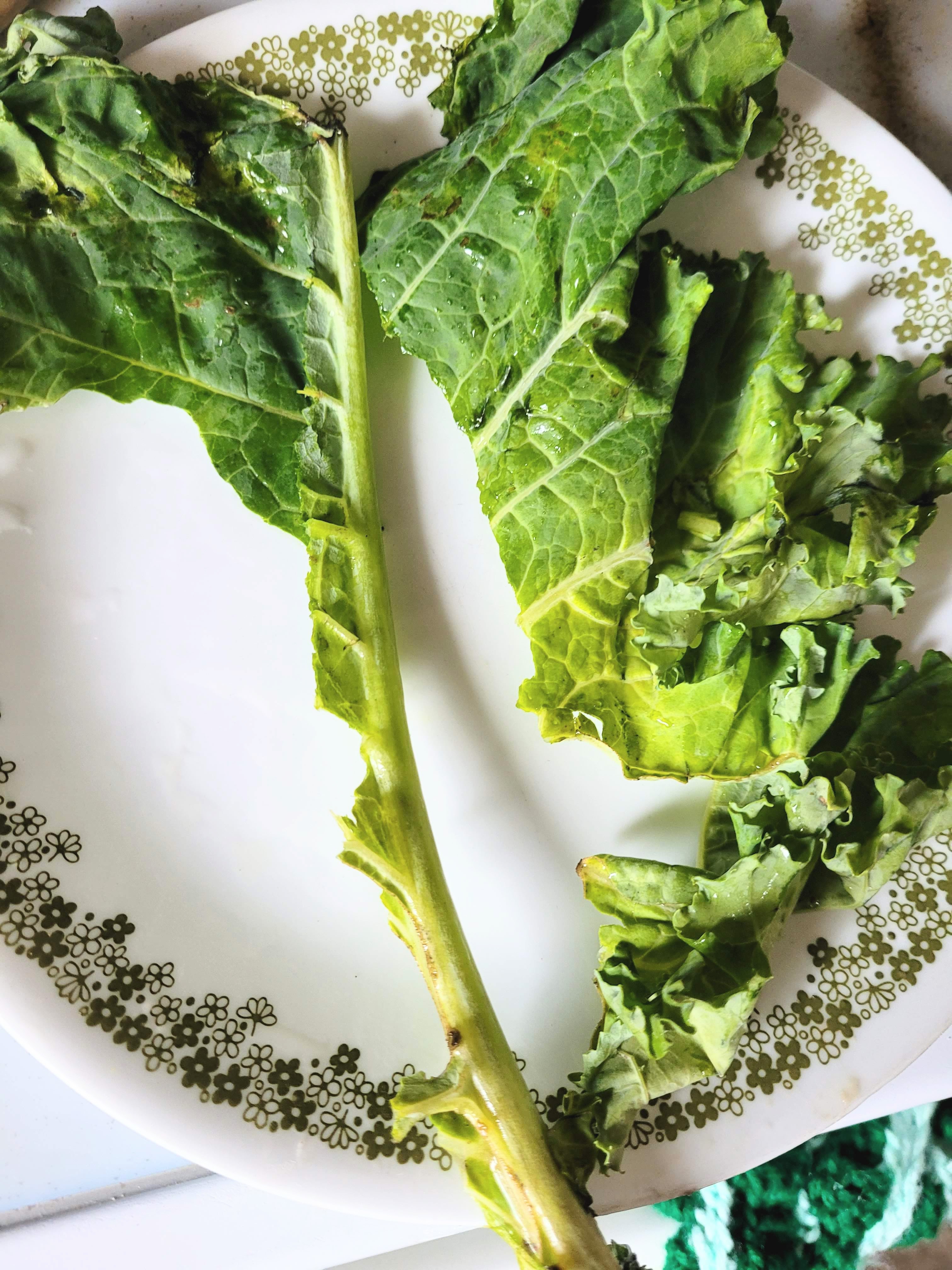 Cutting kale away from the rib on a white plate on the white stove. 